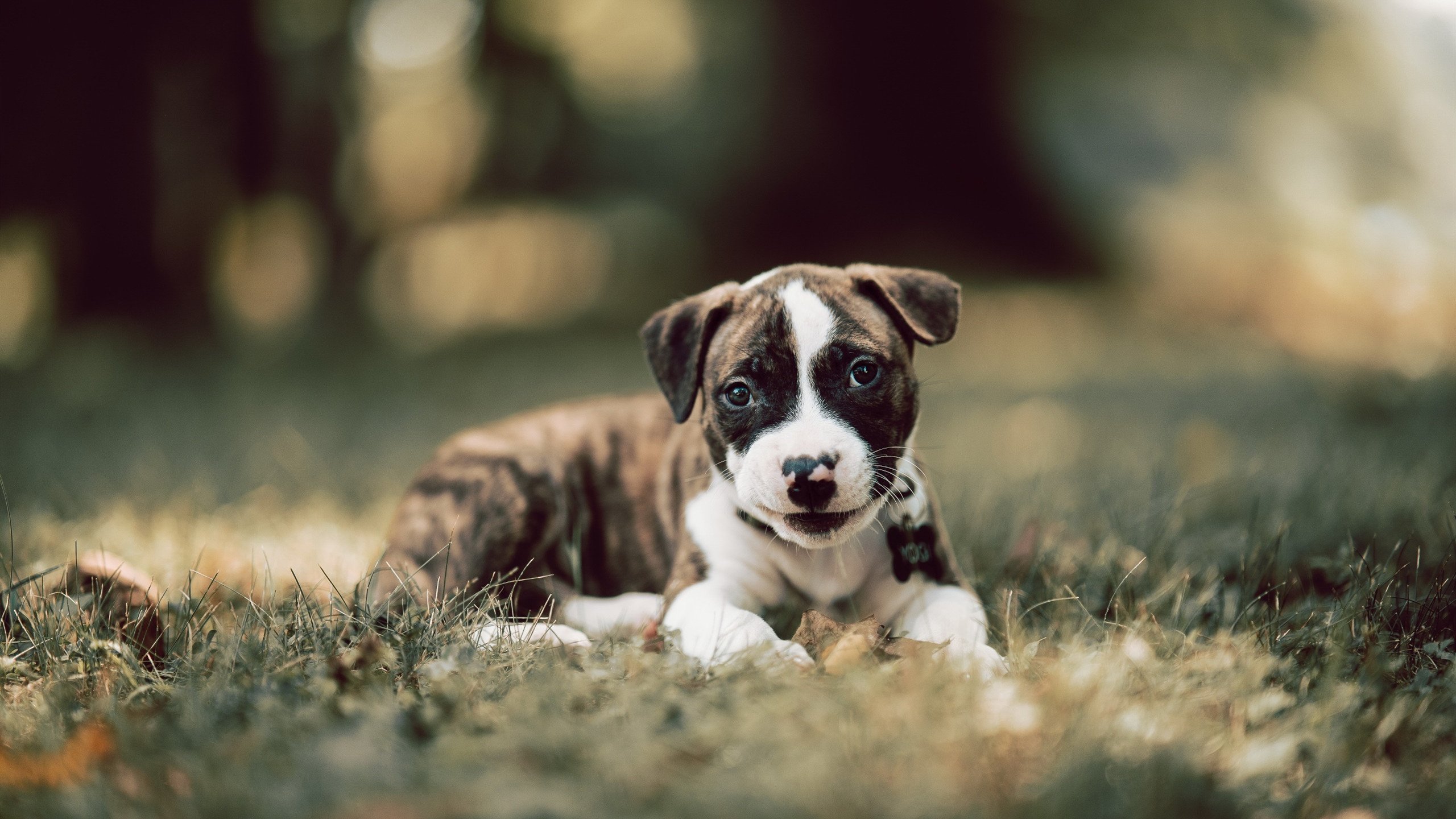 量子纠缠的赛场，当C罗在NBA总决赛接管比赛，莱比锡红牛制霸哥斯达黎加