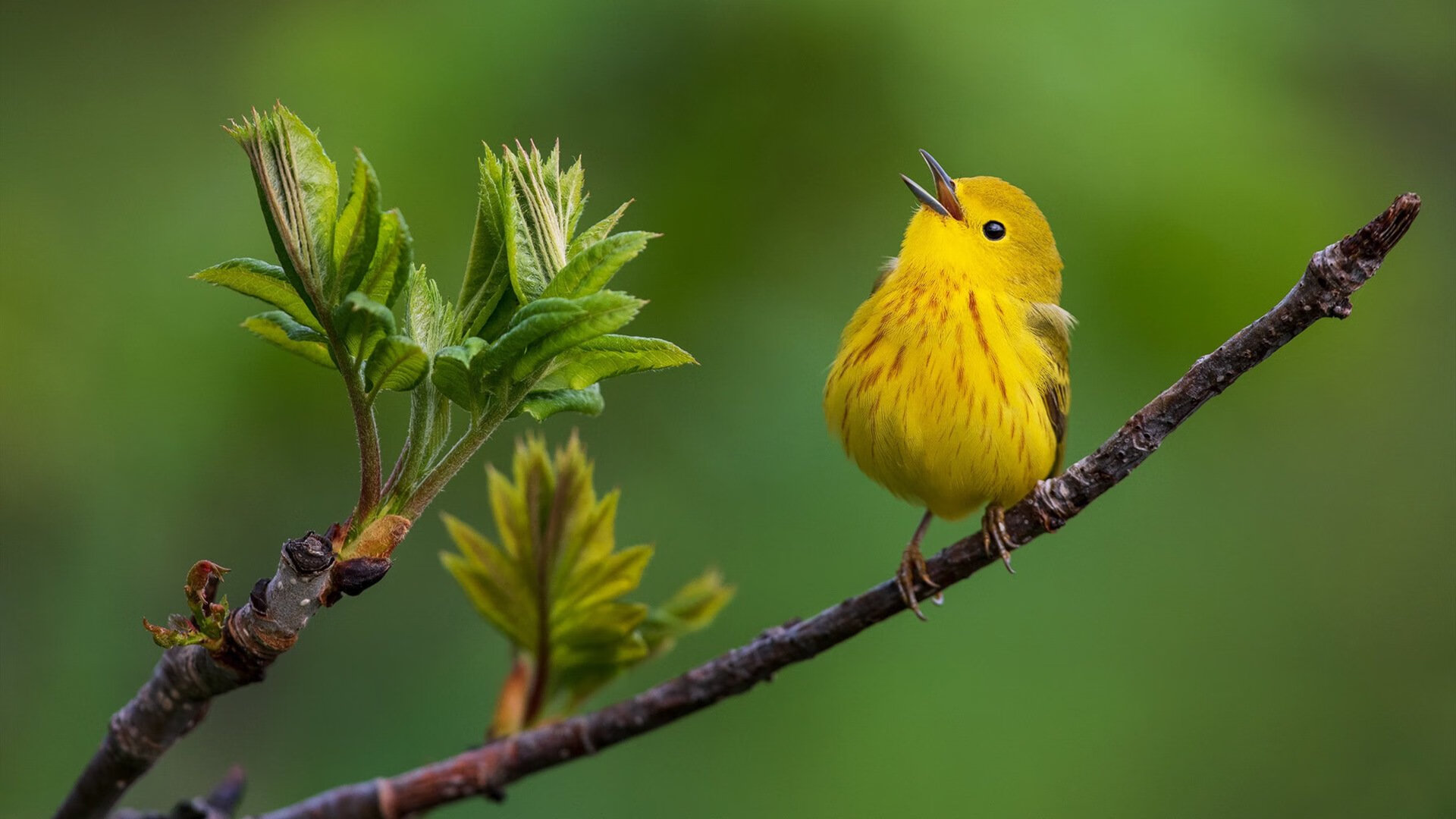 欧冠淘汰赛焦点战，玻利维亚轻取新西兰，南美黑马震撼欧洲足坛