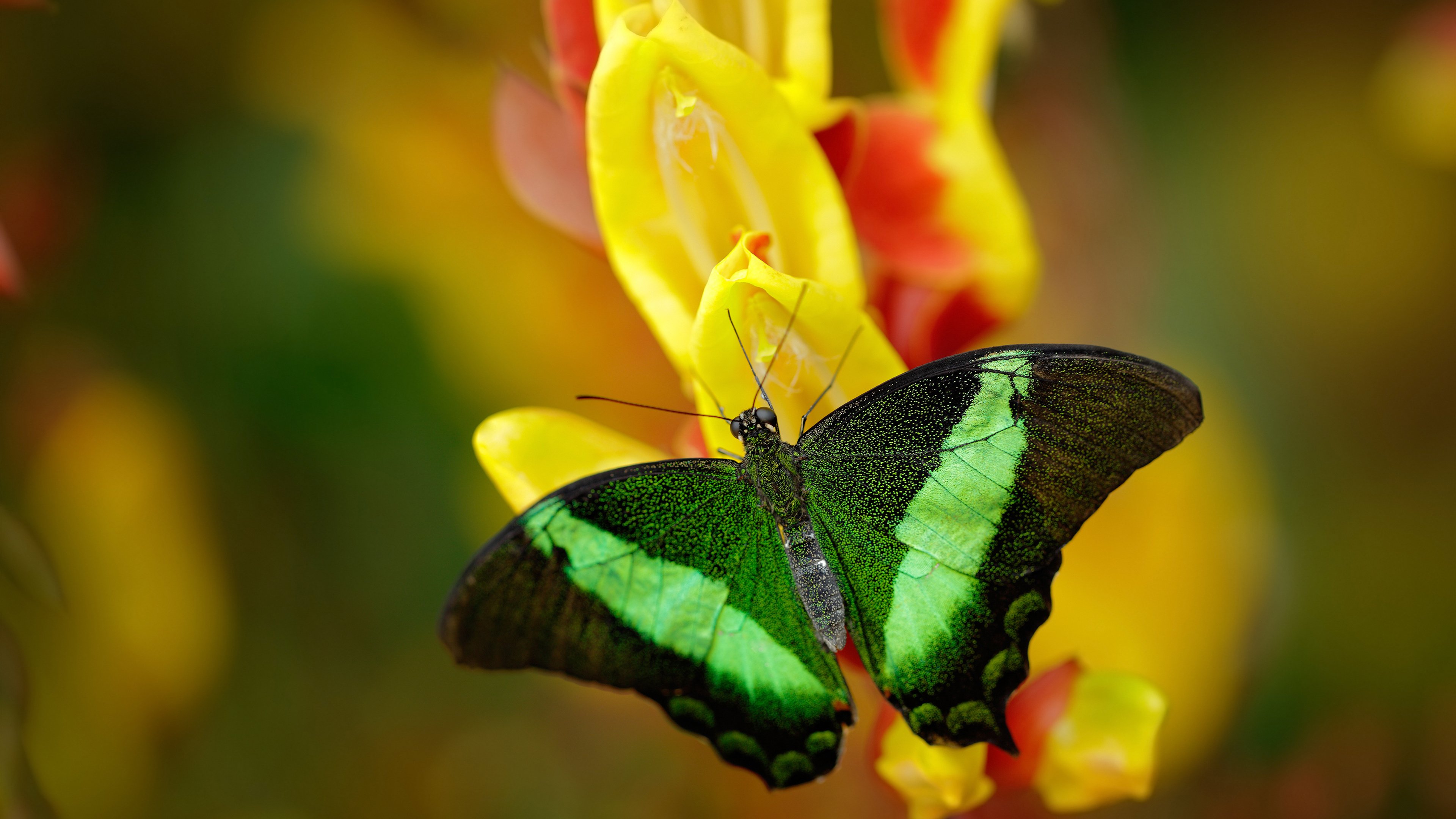 奥纳纳的跨界征服,从几内亚冲垮雷恩到F1揭幕战称王