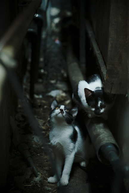 锁住一颗星，锁不住整片天，集体压强如何吞噬个人防守的艺术