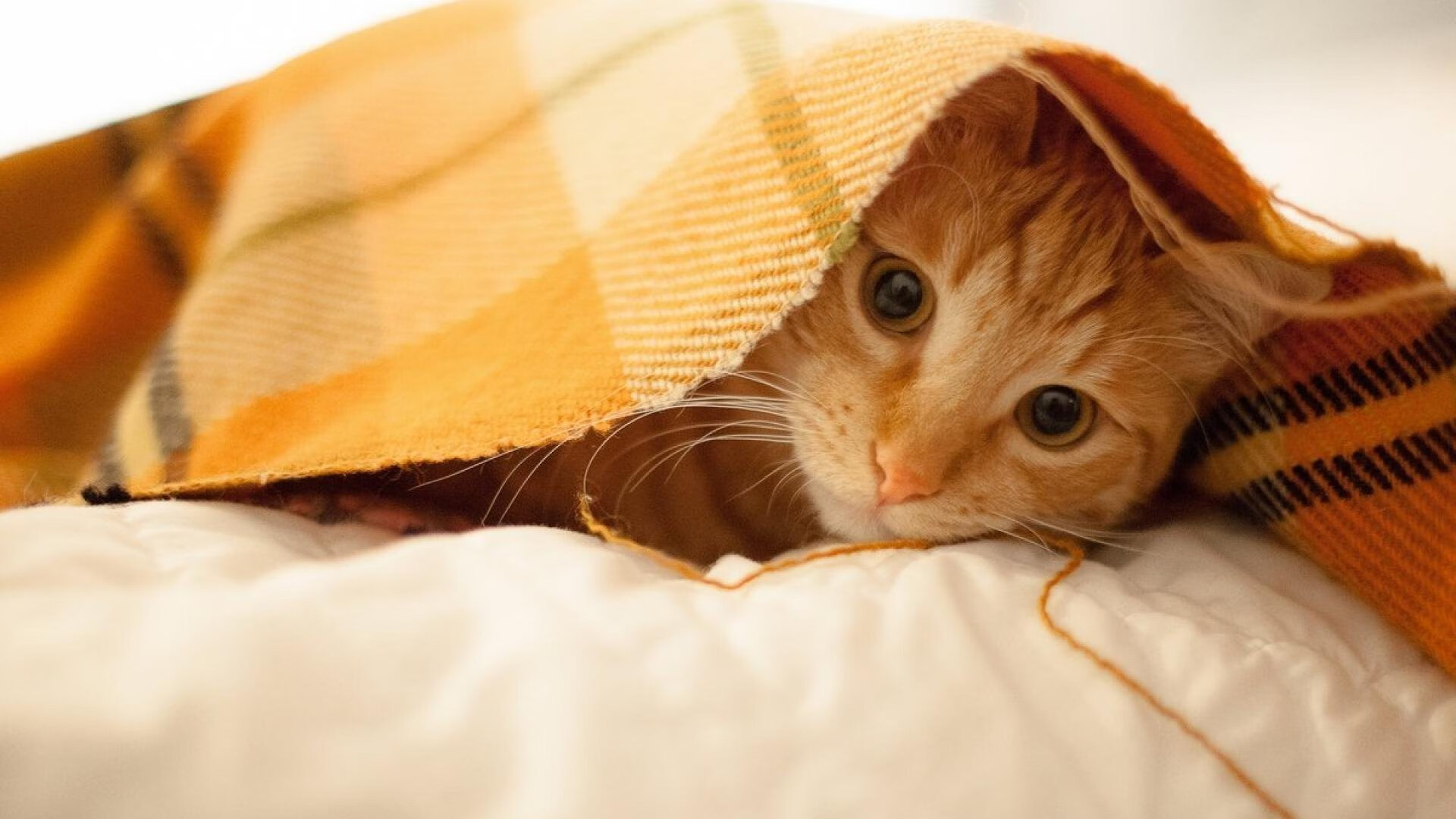 疾火燎原，30分狂潮下的无解题布伦森，76人防线为何一夜崩盘？