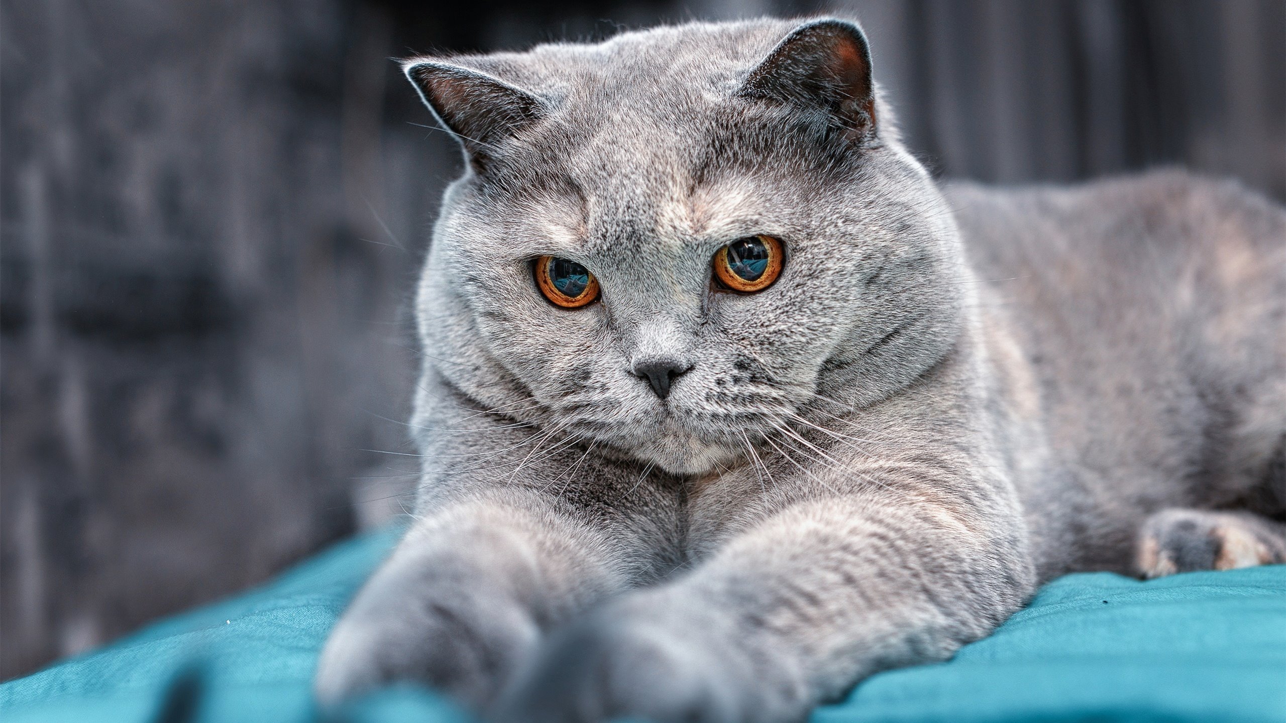 时空错位的绝杀,当AC米兰遇见新西兰,谁听见了布雷默的足球诗?