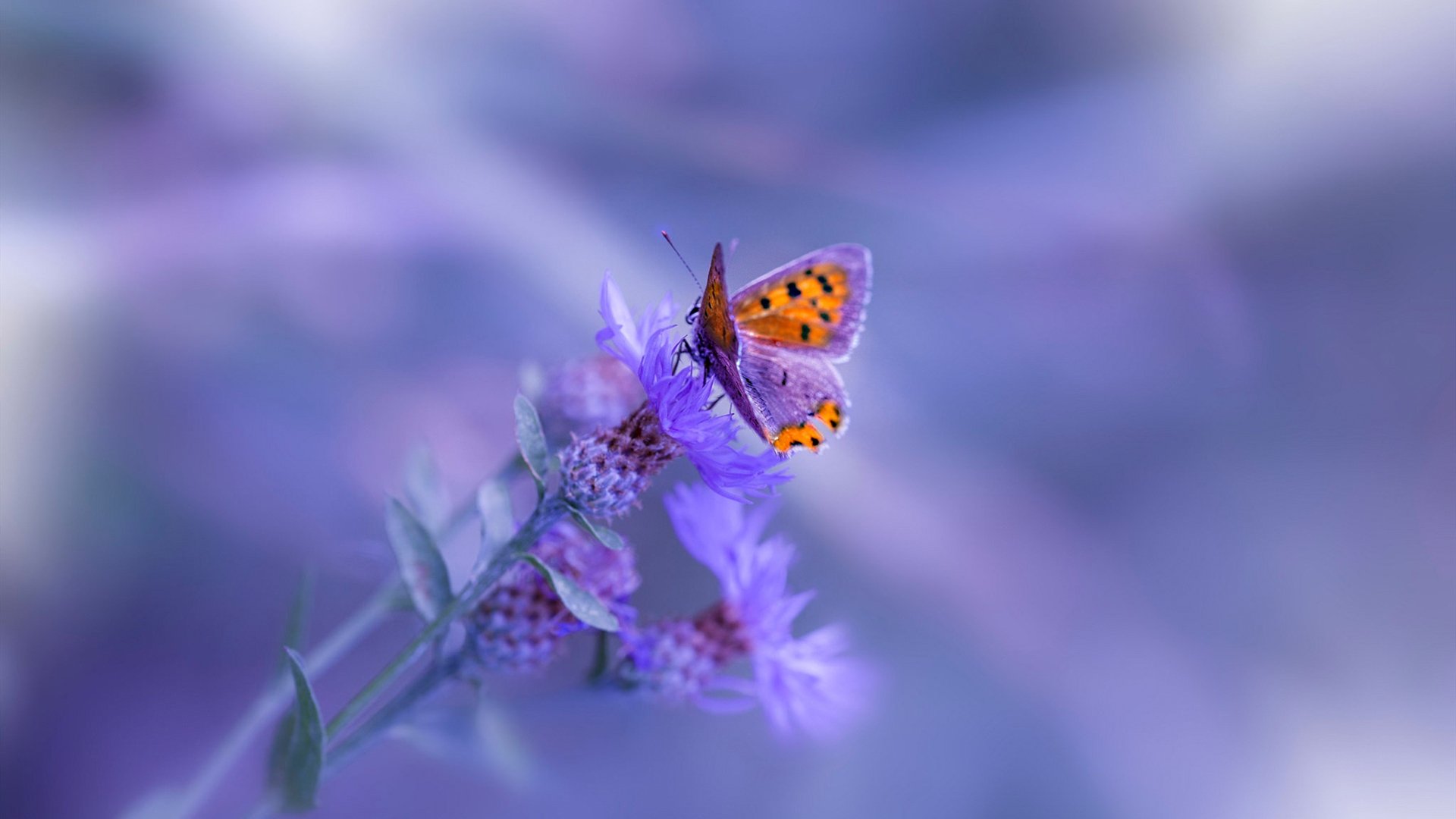 从硬木到街道，爵士横扫篮网后，小贾伦·杰克逊的F1传奇接管