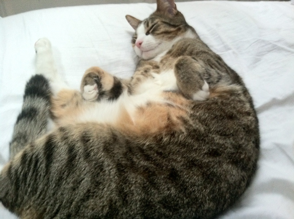 魔力引爆双城记,班凯罗生涯之夜与公牛淘汰吉林的平行狂想