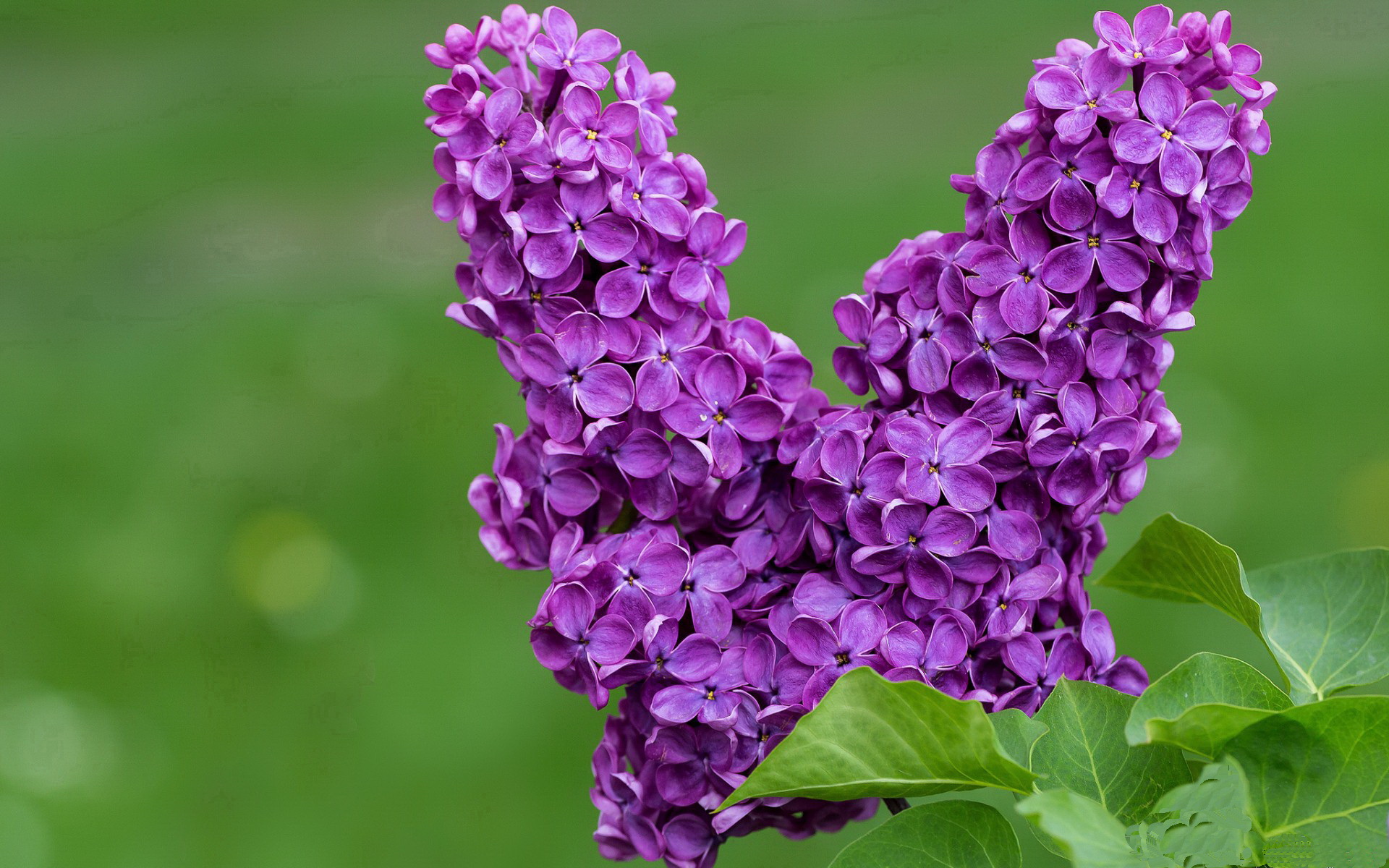 一球破双境，金玟哉用一记头槌，撞开了双重历史之门