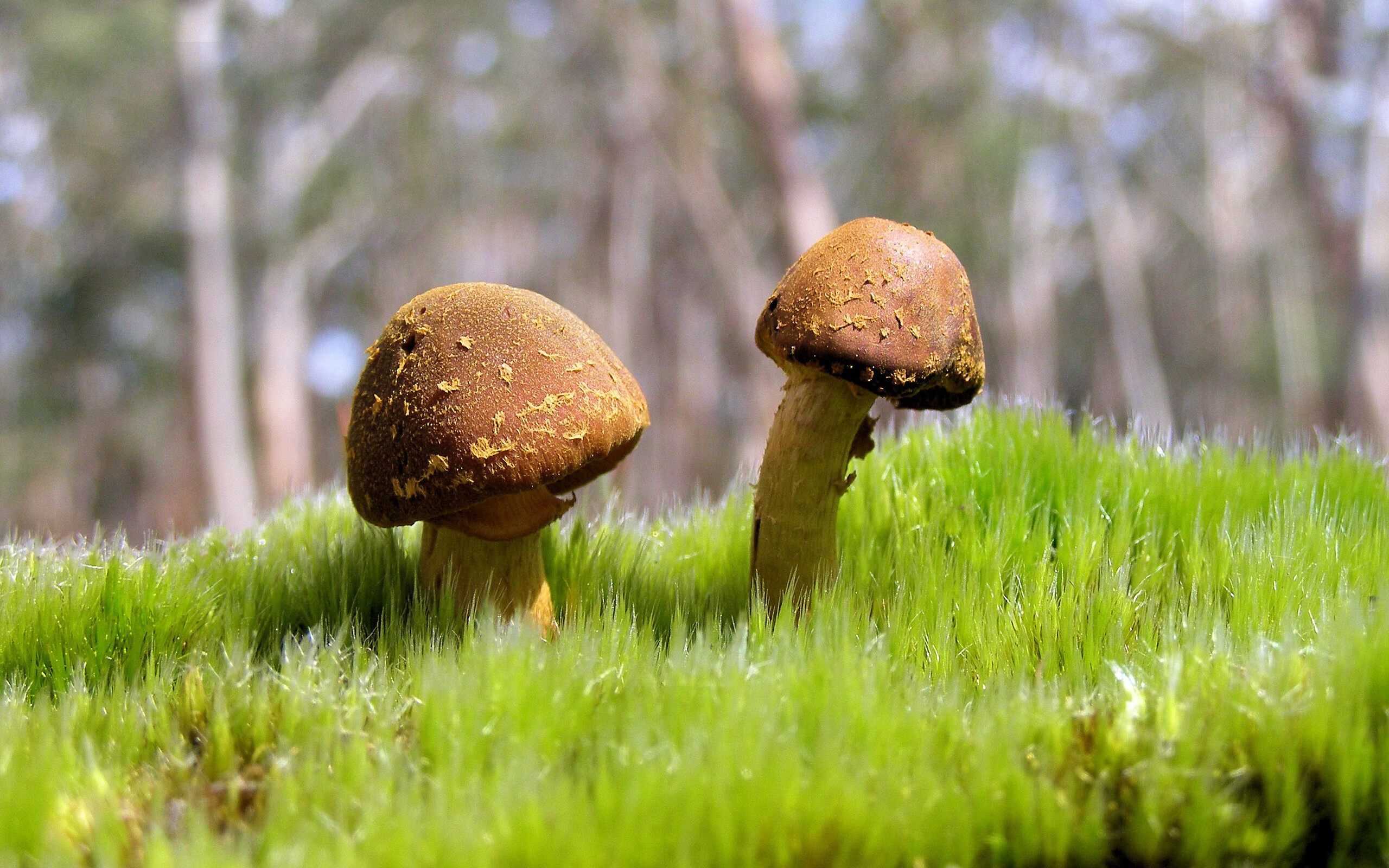 意甲焦点战思维解码,德国如何3-0粉碎加拿大信息战