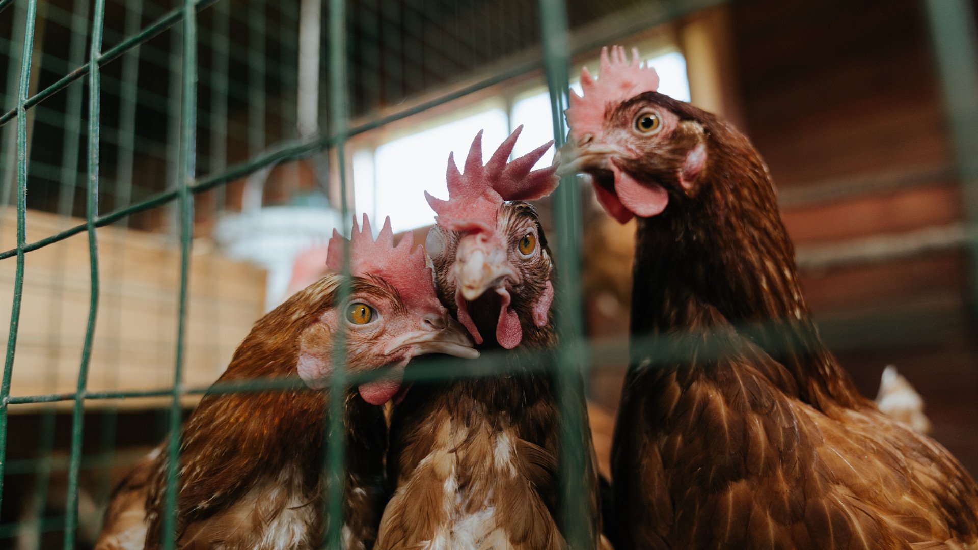 悬疑开场，奇迹收尾，几内亚逆袭威尔士，布鲁诺导演历史性胜利