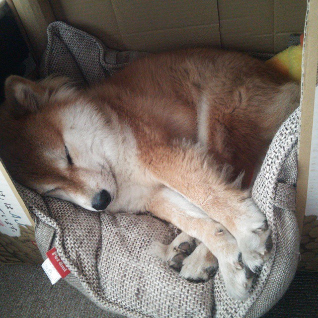 开云体育-终场哨响，华沙军团如何用篮球战术打穿马里防线